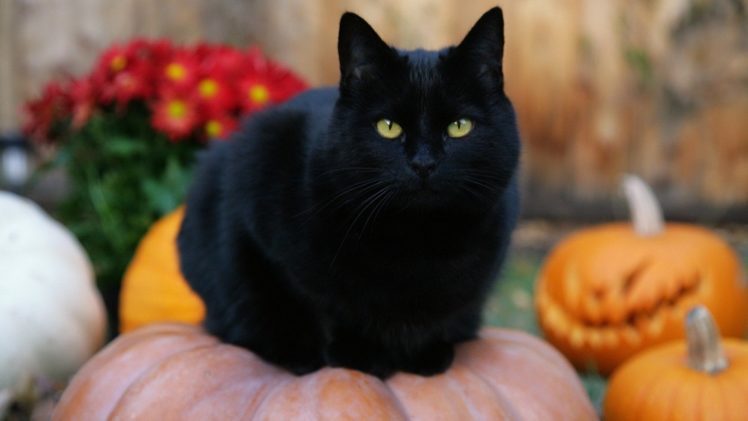 black, Cat, Halloween, Pumpkins, Jack o lanterns HD Wallpaper Desktop Background