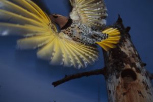 birds, Alaska, Flight, Woodpecker