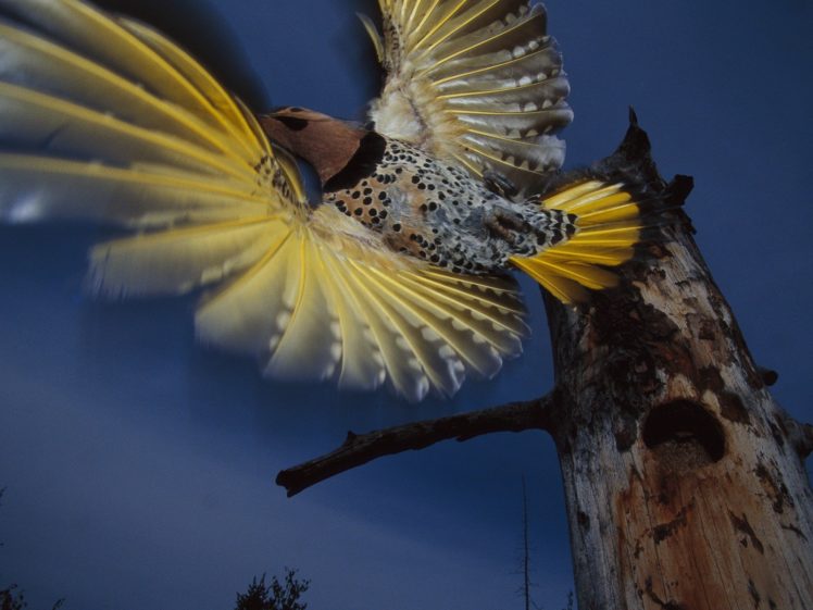 birds, Alaska, Flight, Woodpecker HD Wallpaper Desktop Background