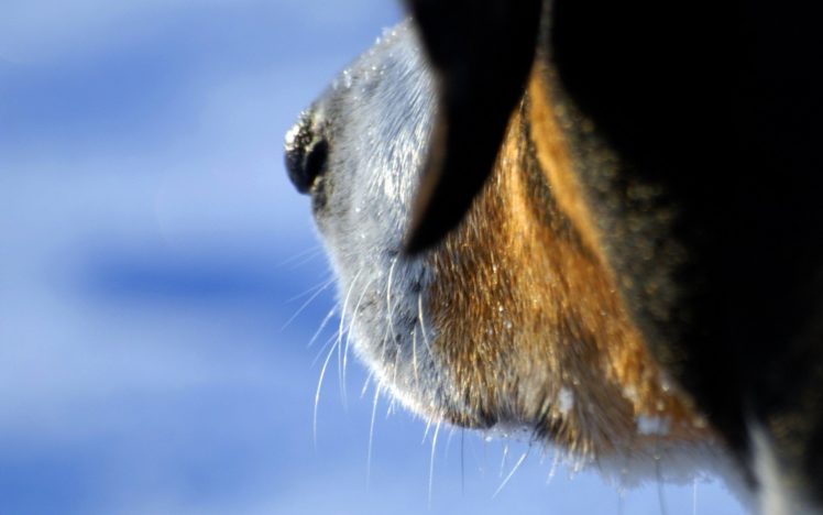 close up, Animals, Dogs, Macro HD Wallpaper Desktop Background