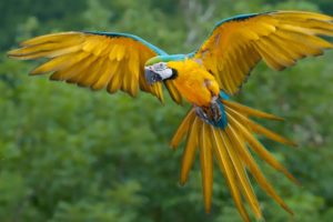 blue and yellow macaw bird flying wallpaper 2560×1440