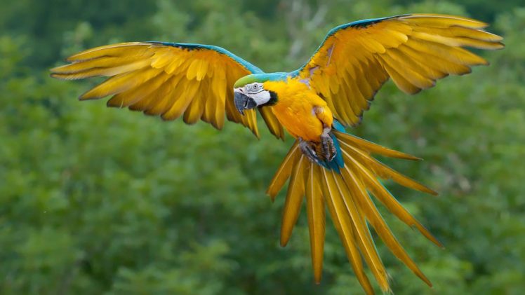 blue and yellow macaw bird flying wallpaper 2560×1440 HD Wallpaper Desktop Background