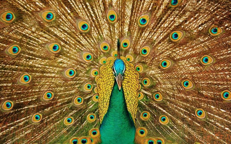 birds, Animals, Peacocks HD Wallpaper Desktop Background