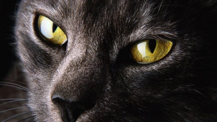 close up, Nature, Eyes, Cats, Animals, Yellow, Eyes HD Wallpaper Desktop Background