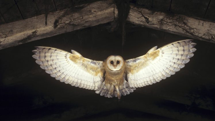 flying, Birds, Animals, Owls, Barn HD Wallpaper Desktop Background