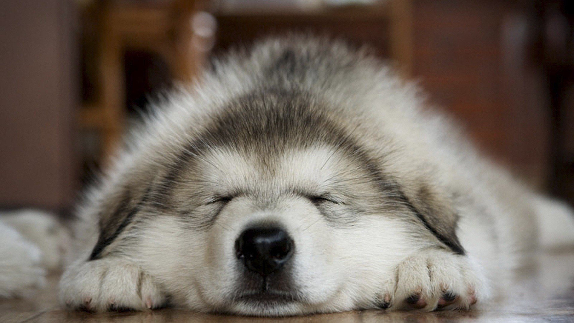 Animals Dogs Husky Sleeping Paws Wallpapers Hd Desktop And Mobile Backgrounds