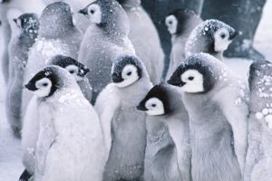 animals, Penguins