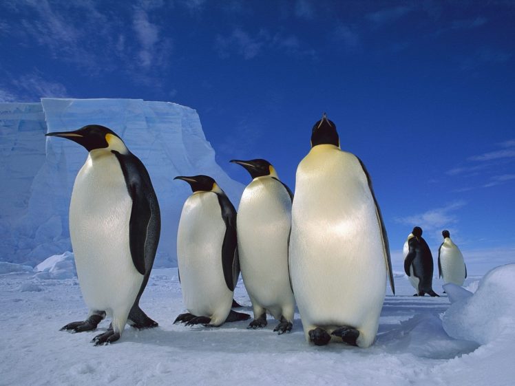 ice, Snow, Penguins, Sea HD Wallpaper Desktop Background