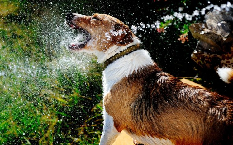 dog, Playing, With, Water HD Wallpaper Desktop Background