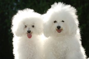 animals, Dogs, Poodle
