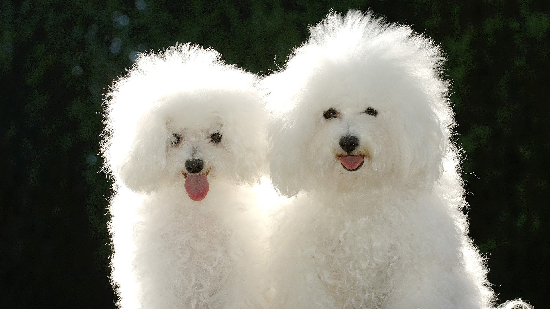 animals, Dogs, Poodle Wallpaper