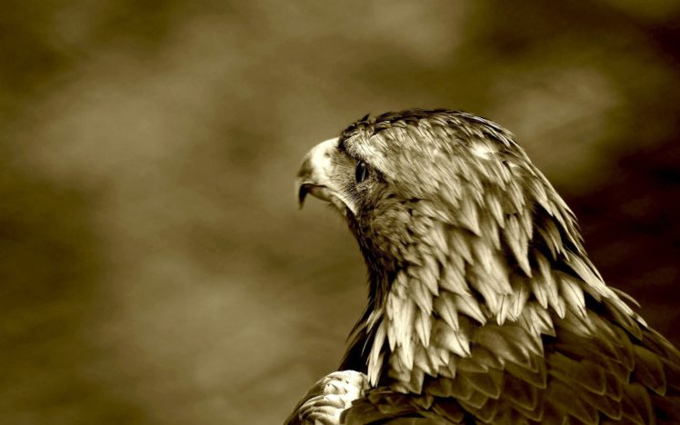 birds, Eagles, Sepia HD Wallpaper Desktop Background