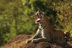 leopard, Nature