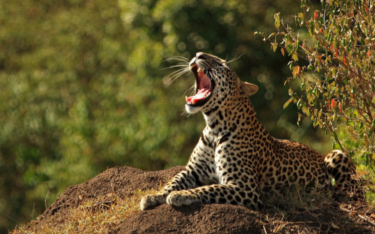 leopard, Nature HD Wallpaper Desktop Background