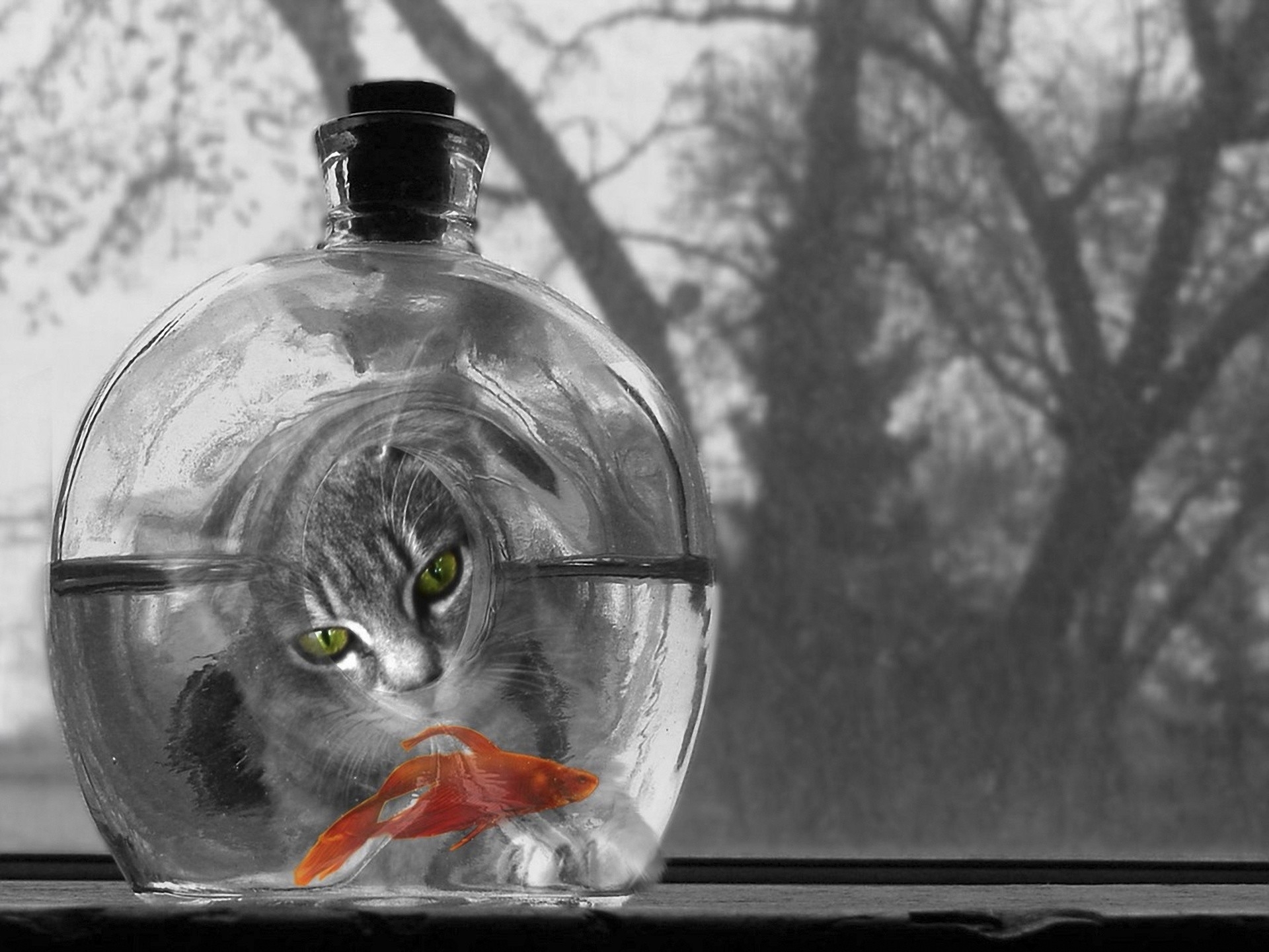 selective, Color, Black, White, Goldfish, Humor, Mood, Eyes Wallpaper