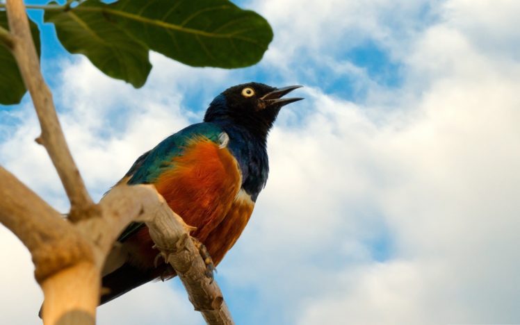 nature, Birds, Animal, World HD Wallpaper Desktop Background