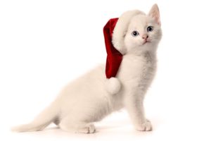 cats, Animals, Christmas, Hat