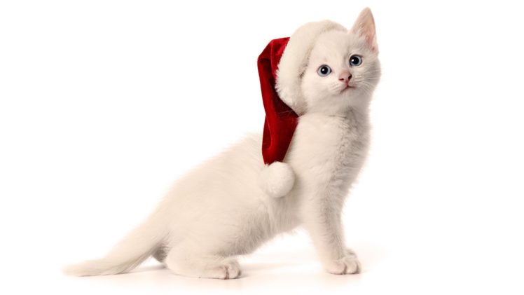 cats, Animals, Christmas, Hat HD Wallpaper Desktop Background