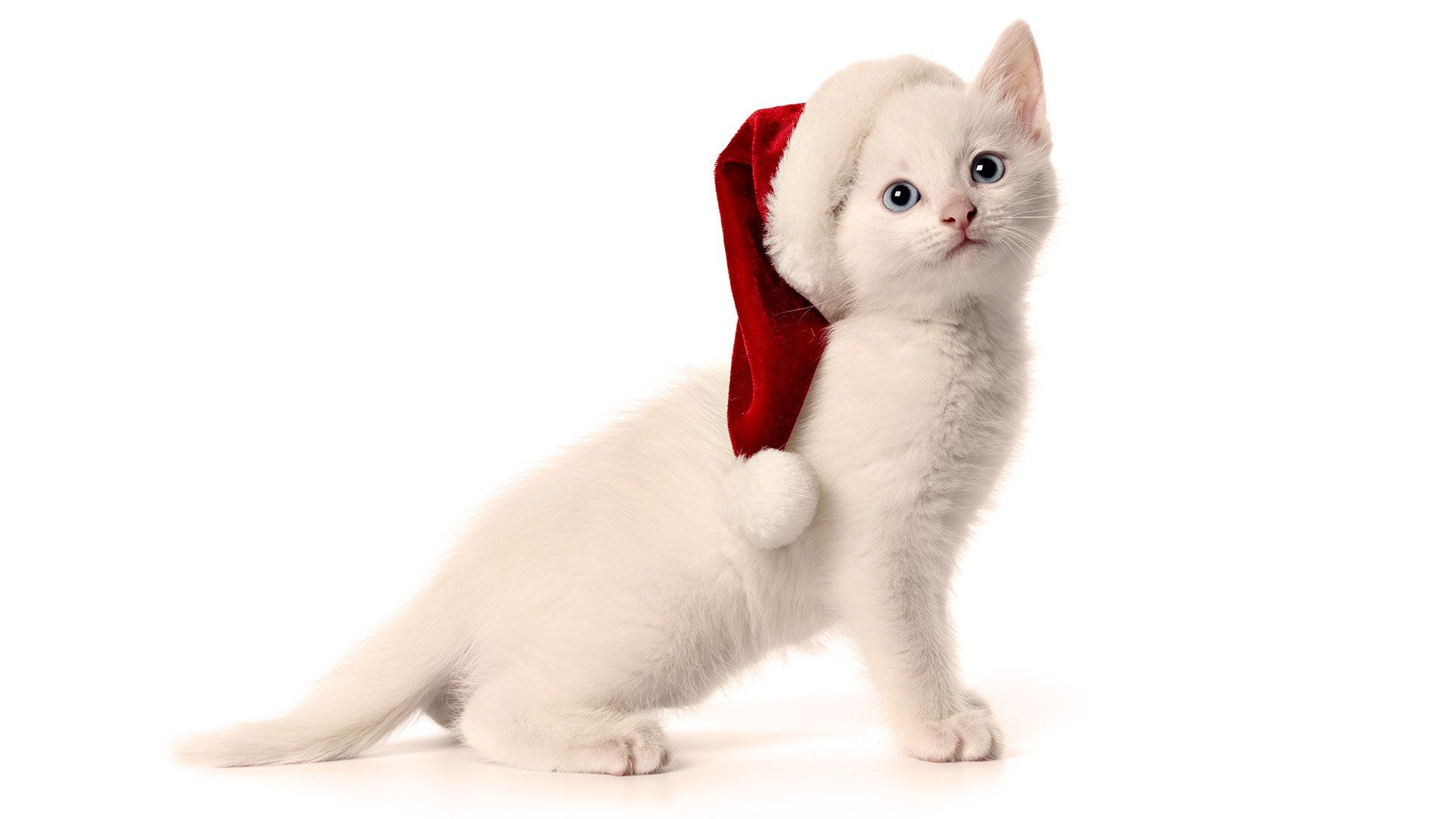 cats, Animals, Christmas, Hat Wallpaper