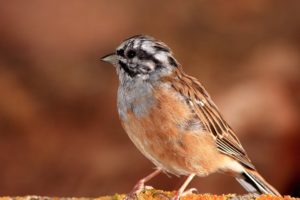 birds, Animals, Sparrow