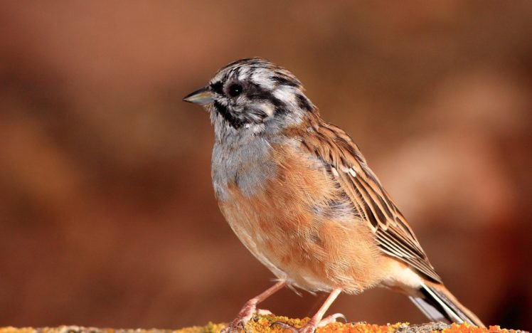 birds, Animals, Sparrow HD Wallpaper Desktop Background
