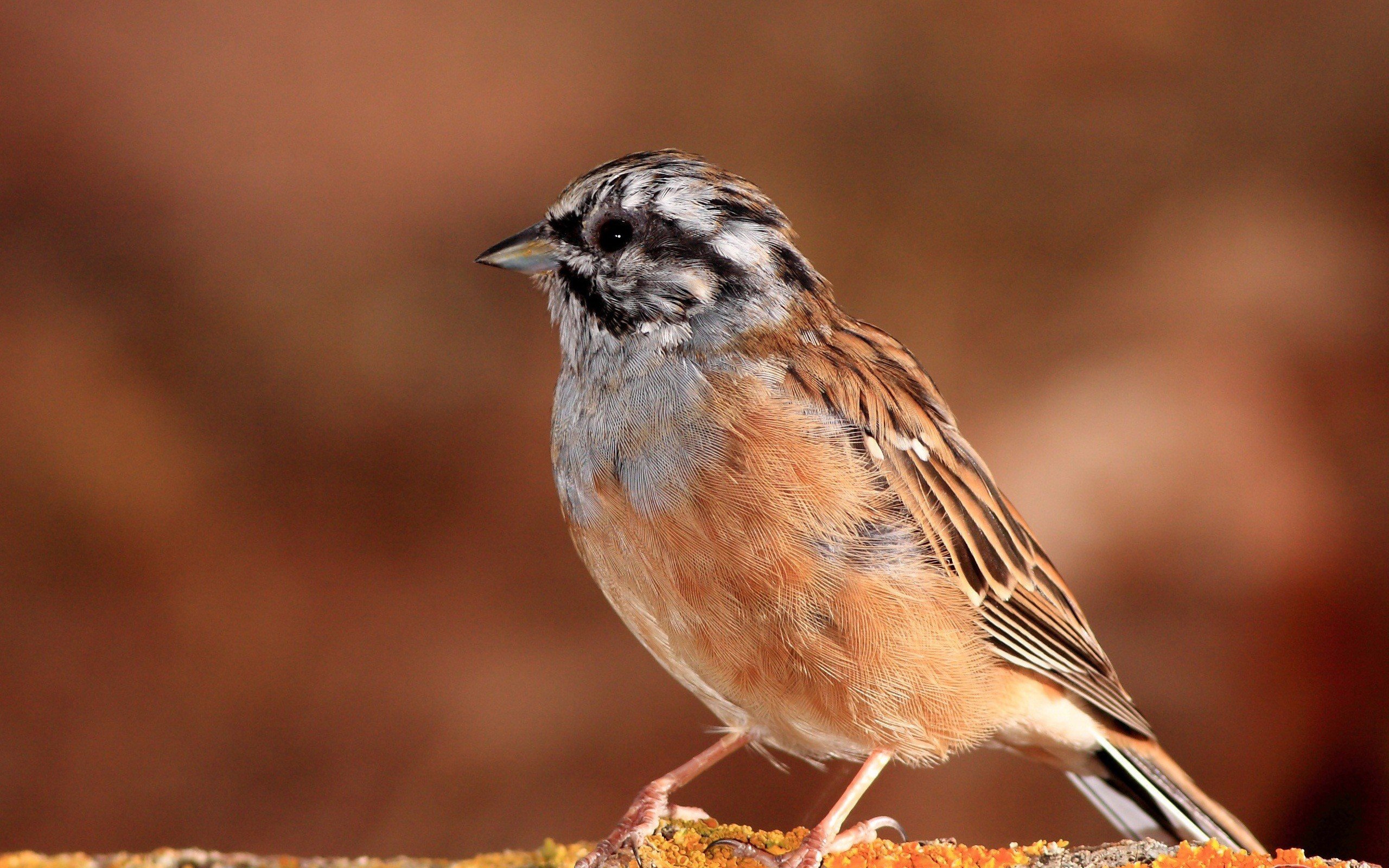 birds, Animals, Sparrow Wallpaper