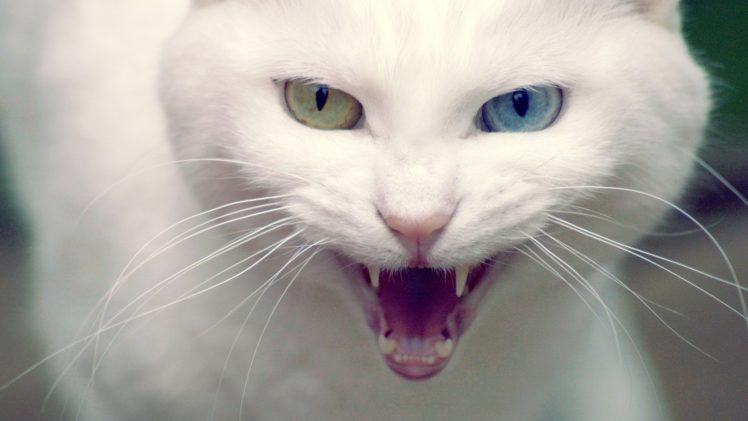 cats, Heterochromia, Teeth, Eyes, Face, Scream, Snarl, Fangs HD Wallpaper Desktop Background