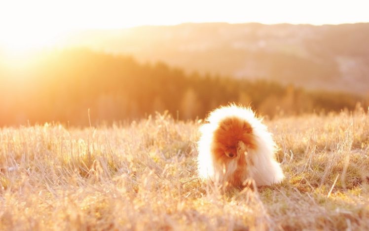 nature, Animals, Grass, Dogs, Fields, Sunlight HD Wallpaper Desktop Background