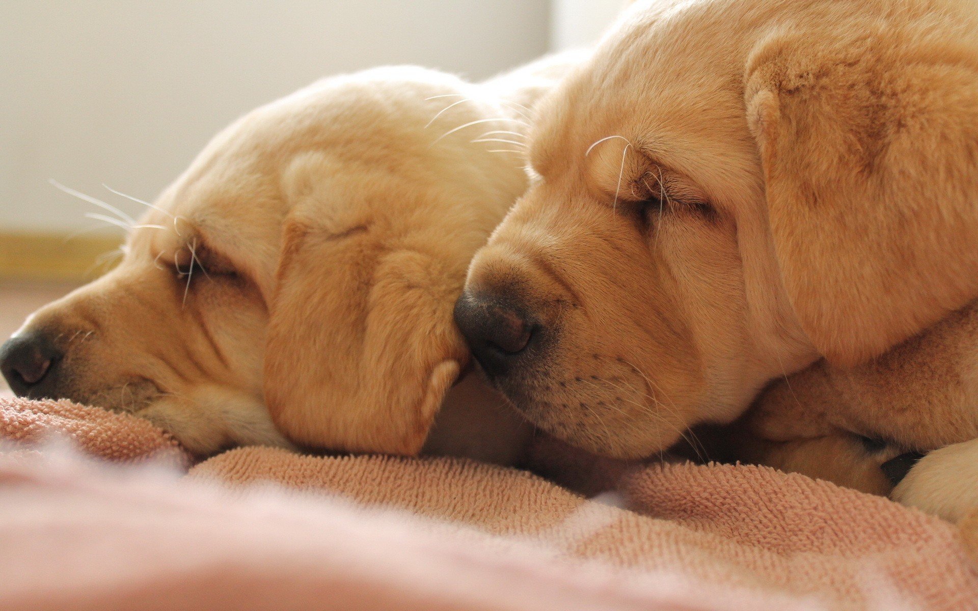 animals, Dogs Wallpaper