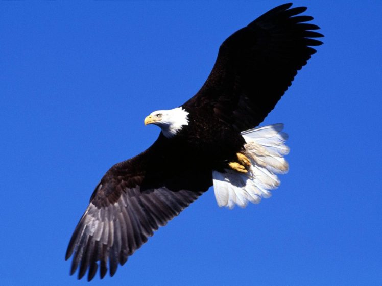 birds, Eagles, Bald, Eagles, Flight HD Wallpaper Desktop Background