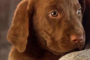 animals, Dogs, Brown, Brown, Eyes, Puppies, Pets