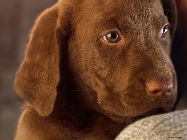 animals, Dogs, Brown, Brown, Eyes, Puppies, Pets HD Wallpaper Desktop Background