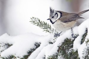 winter, Snow, White, Birds, Willow, Finland
