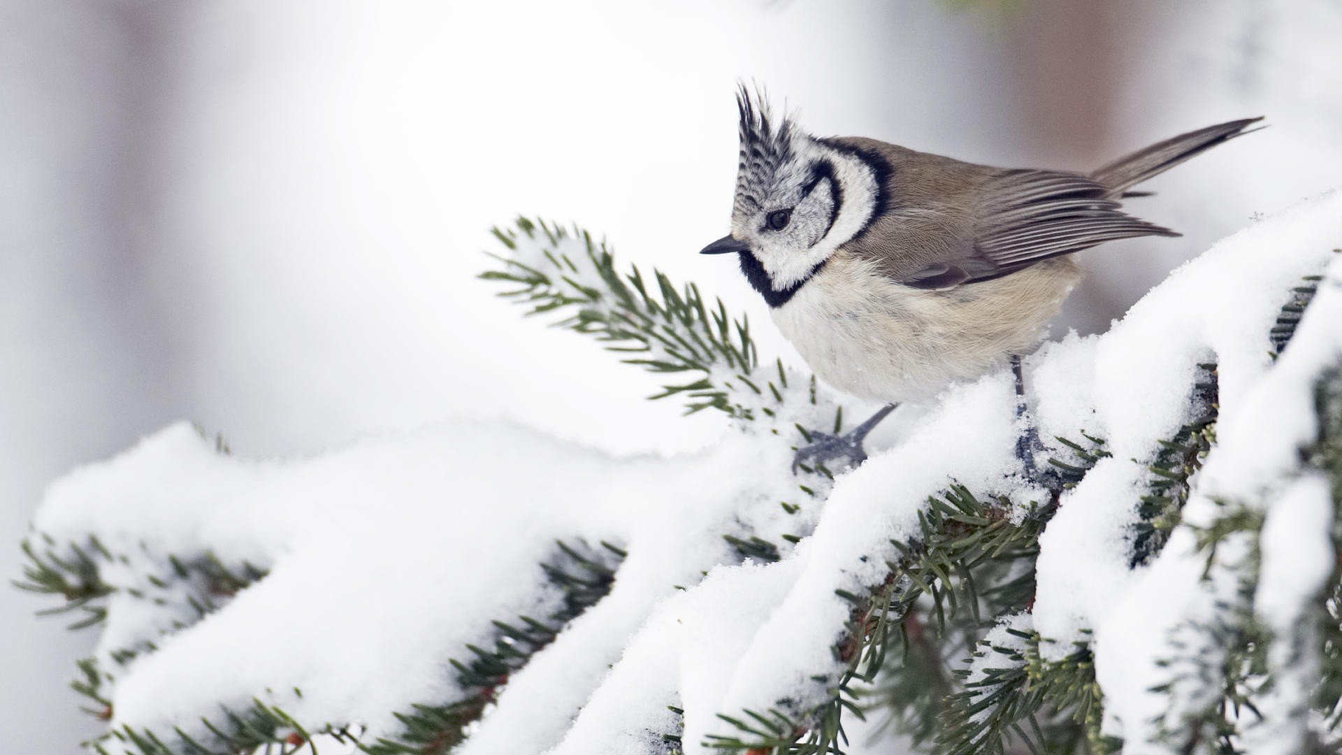 winter, Snow, White, Birds, Willow, Finland Wallpaper