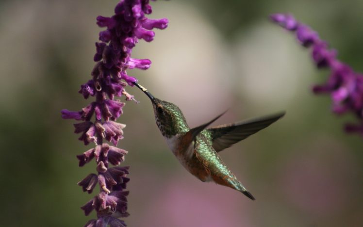 nature, Flowers, Birds, Hummingbirds, Depth, Of, Field HD Wallpaper Desktop Background