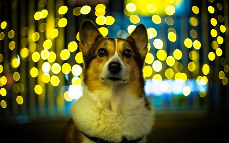 lights, Animals, Dogs, Bokeh HD Wallpaper Desktop Background