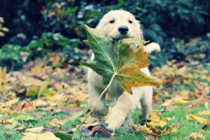autumn, Animals, Leaves, Grass, Dogs, Puppies, Adventure, Golden, Retriever, Fallen, Leaves