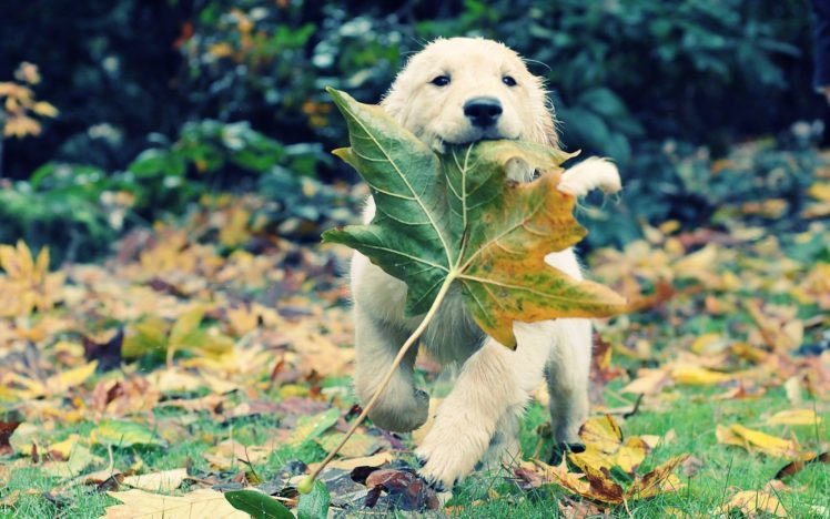 autumn, Animals, Leaves, Grass, Dogs, Puppies, Adventure, Golden, Retriever, Fallen, Leaves HD Wallpaper Desktop Background