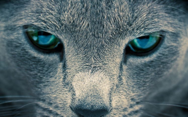 cats, Eye HD Wallpaper Desktop Background