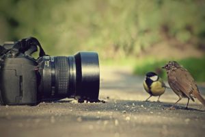 birds, Cameras, Roads