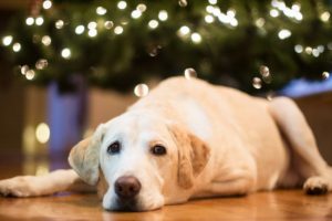 animals, Home, Dogs, Christmas, Christmas, Lights, Labrador, Retriever, Christmas, Tree