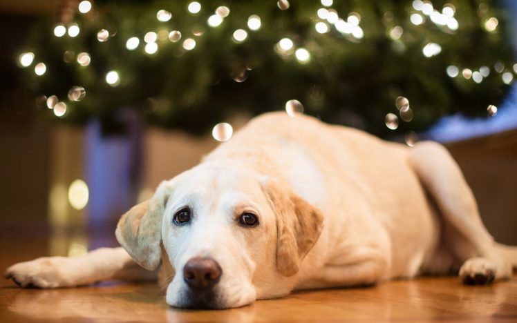 animals, Home, Dogs, Christmas, Christmas, Lights, Labrador, Retriever, Christmas, Tree HD Wallpaper Desktop Background