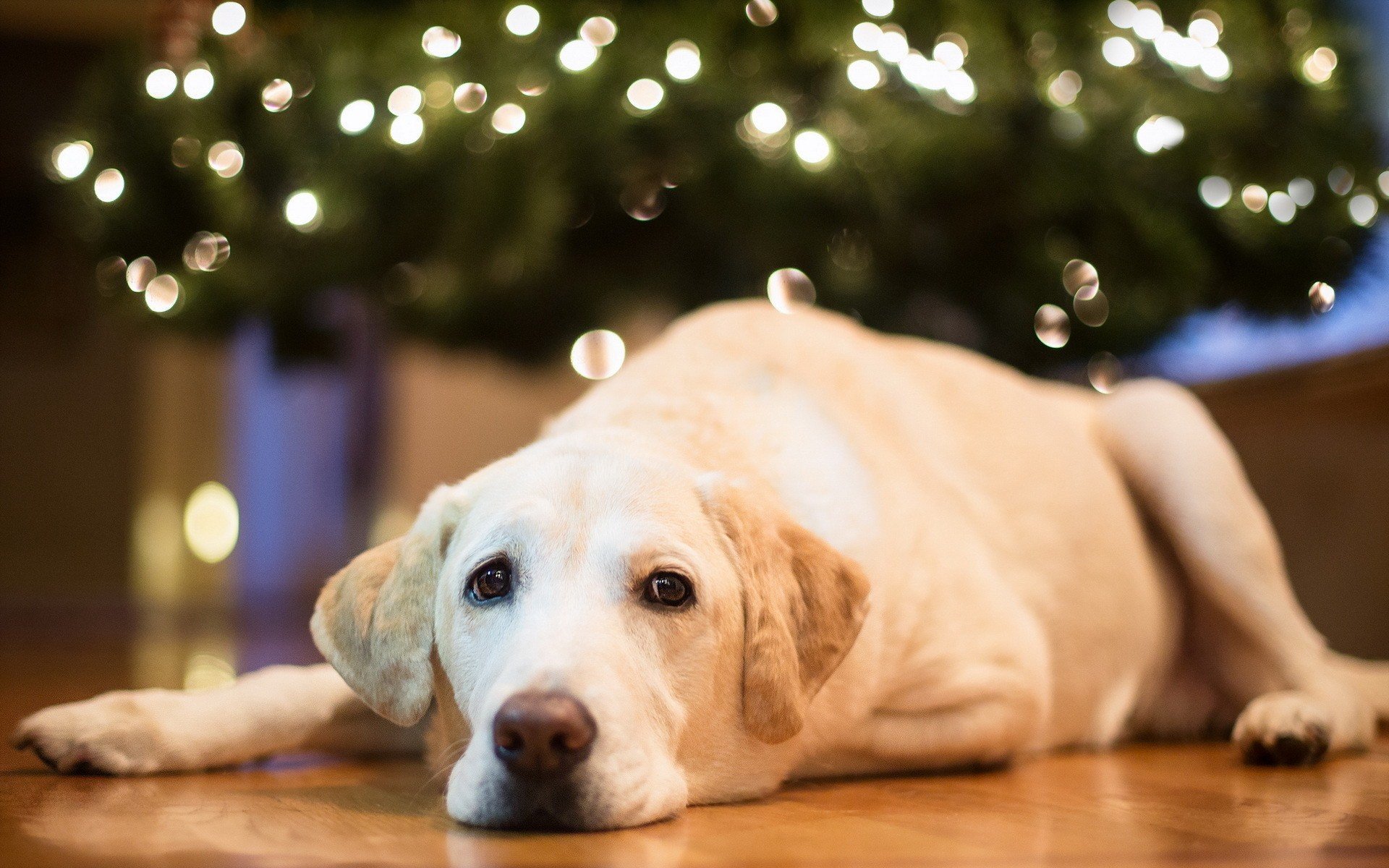 animals, Home, Dogs, Christmas, Christmas, Lights, Labrador, Retriever, Christmas, Tree Wallpaper