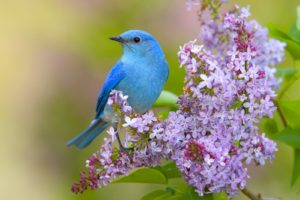 flowers, Birds, Lilac, Bluebirds