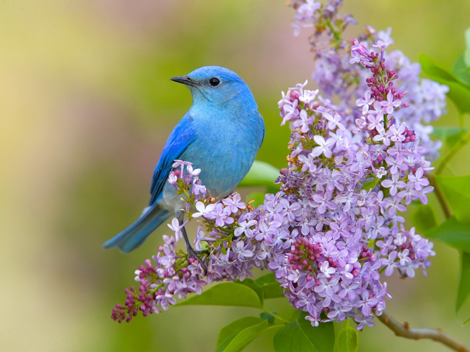 flowers, Birds, Lilac, Bluebirds Wallpaper