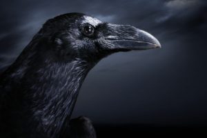 black, Dark, Birds, Ravens