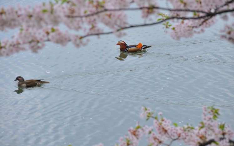 water, Japan, Cherry, Blossoms HD Wallpaper Desktop Background