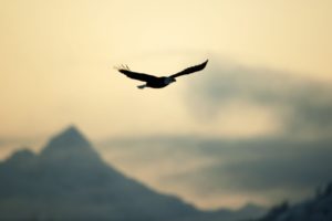 mountains, Flying, Birds, Eagles, Aviation, Skies