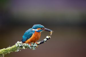 nature, Birds, Kingfisher, Hunting, Branches