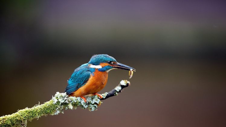 nature, Birds, Kingfisher, Hunting, Branches HD Wallpaper Desktop Background